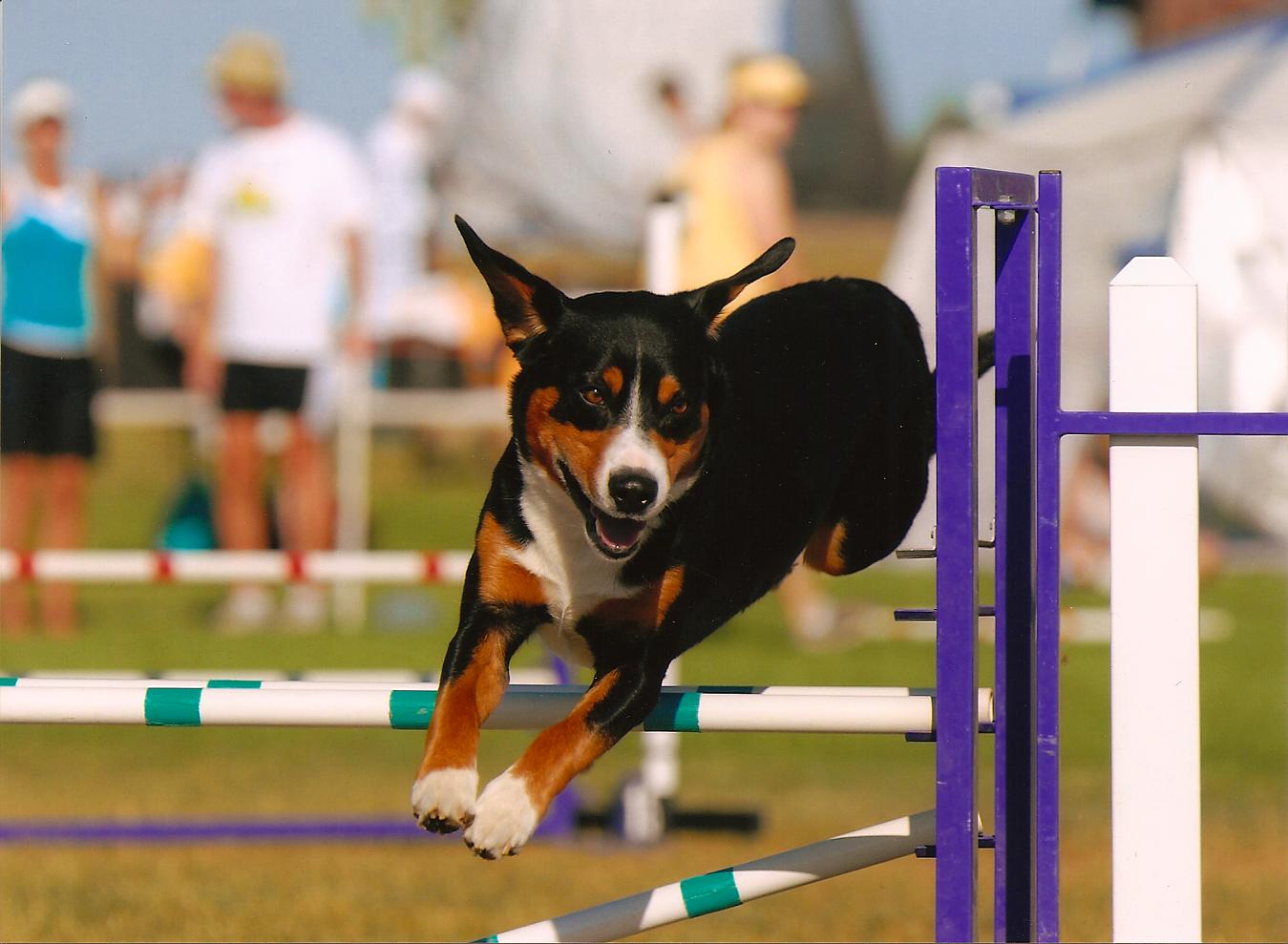 Royal Peak Entlebucher competing in agility