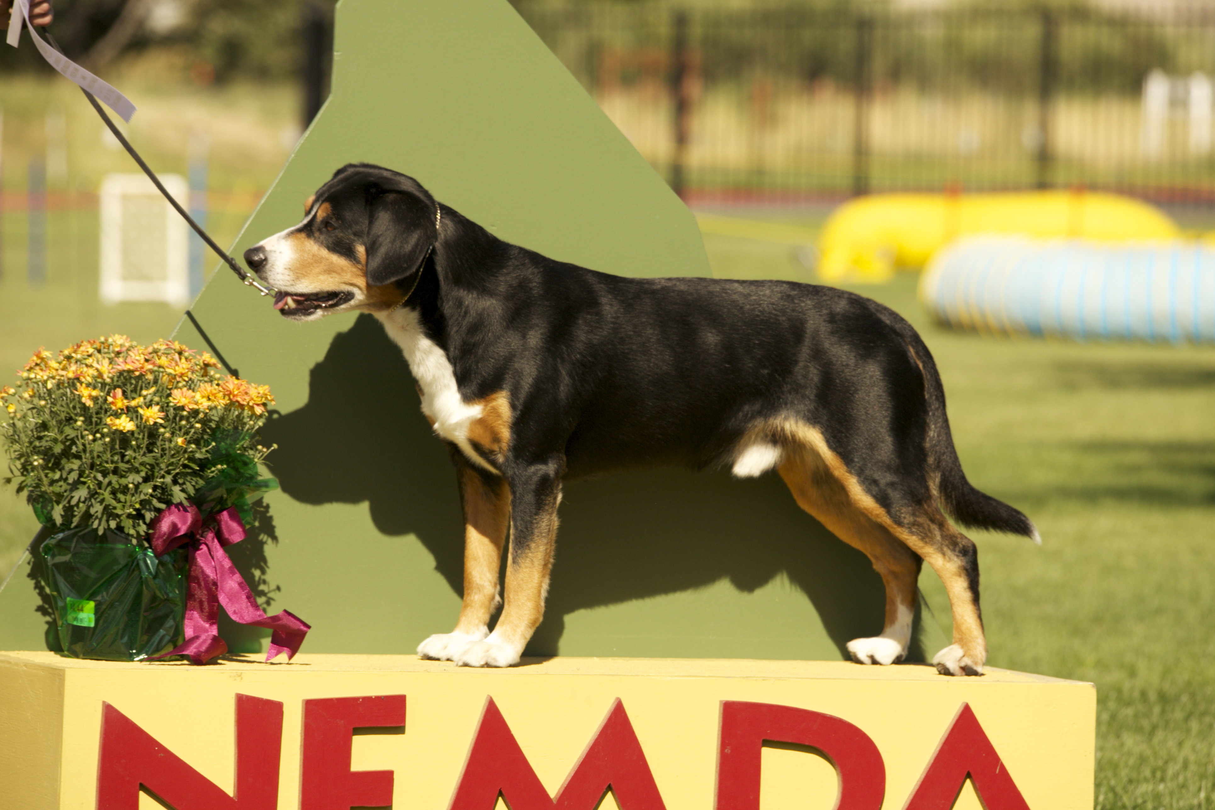 Royal Peak Entlebucher in conformation