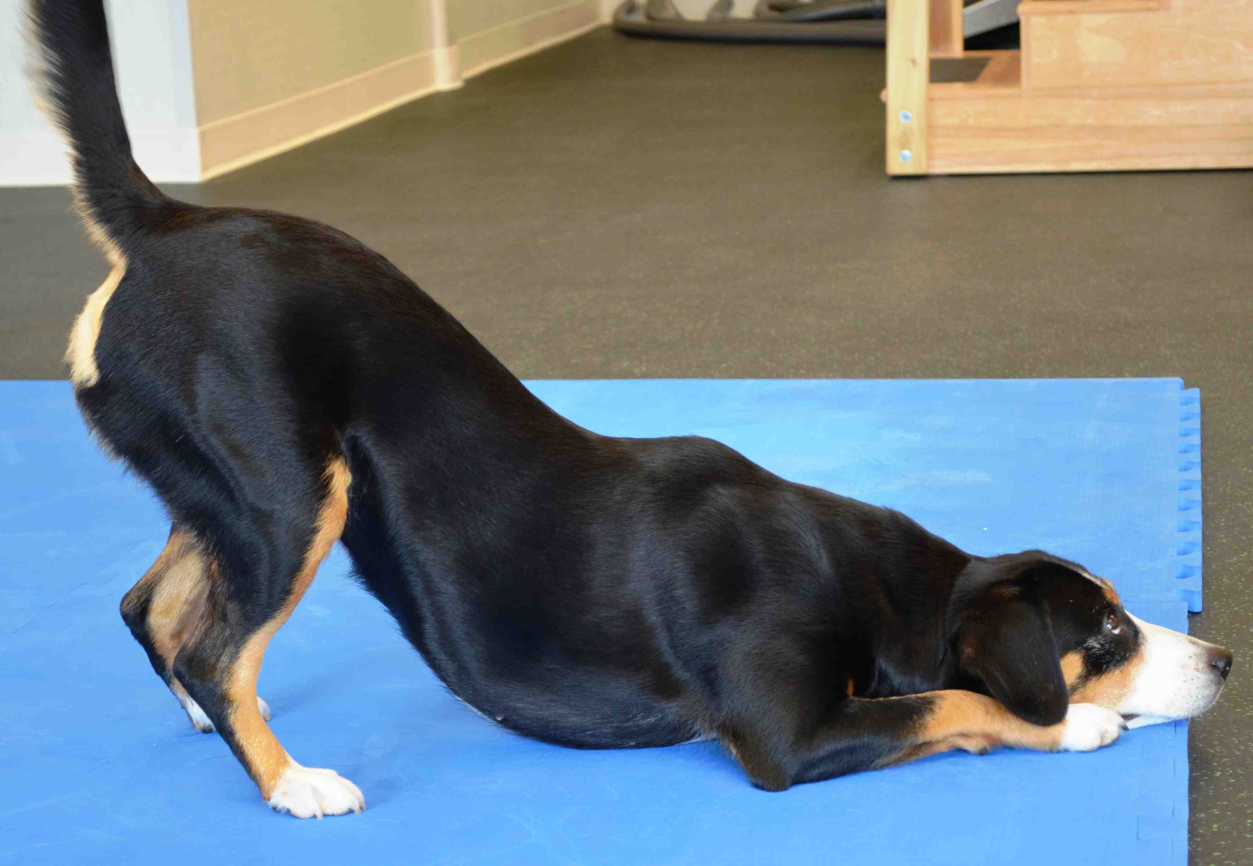 Royal Peak Entlebucher practicing freestyle