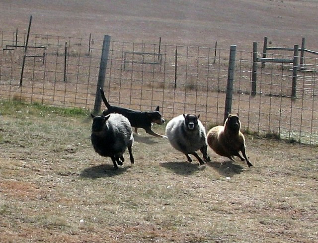 Entlebucher working livestock