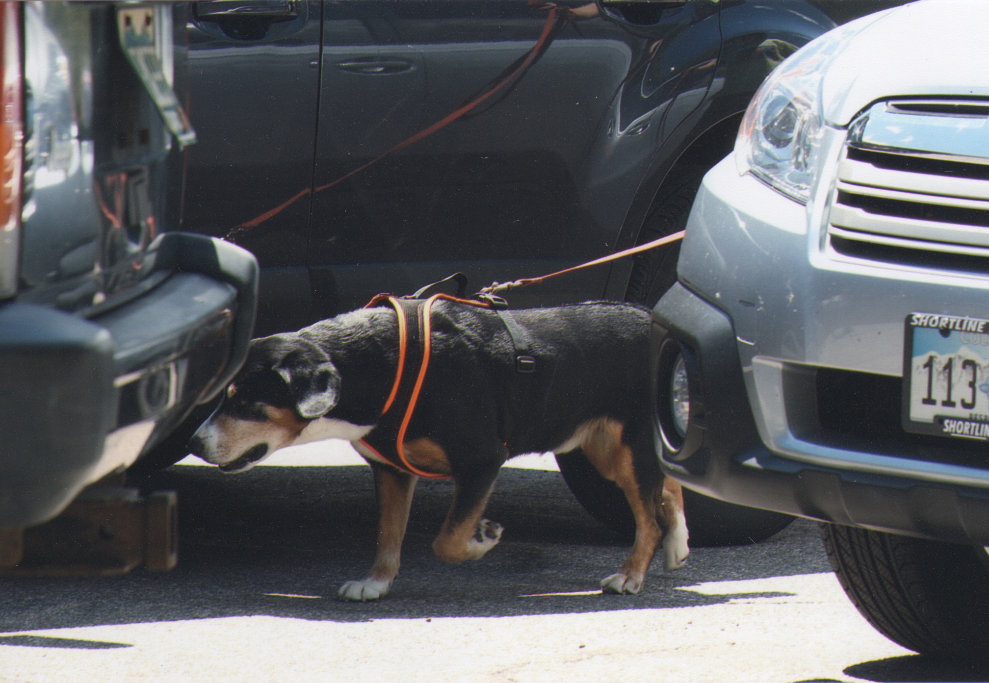 Royal Peak Entlebucher working a nosework search