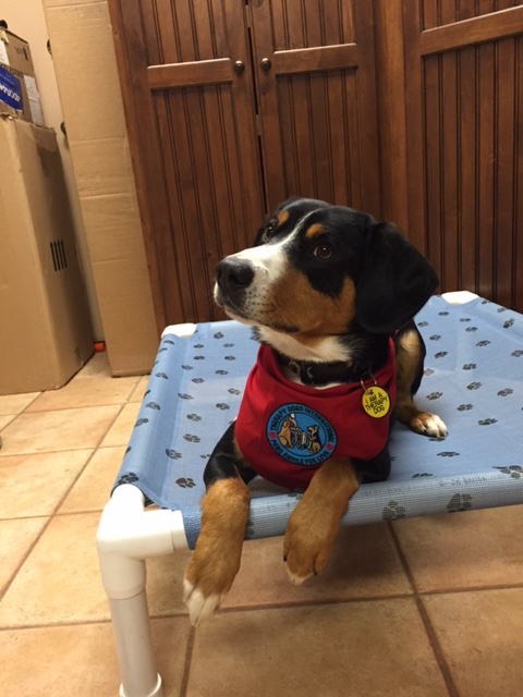 Royal Peak therapy dog