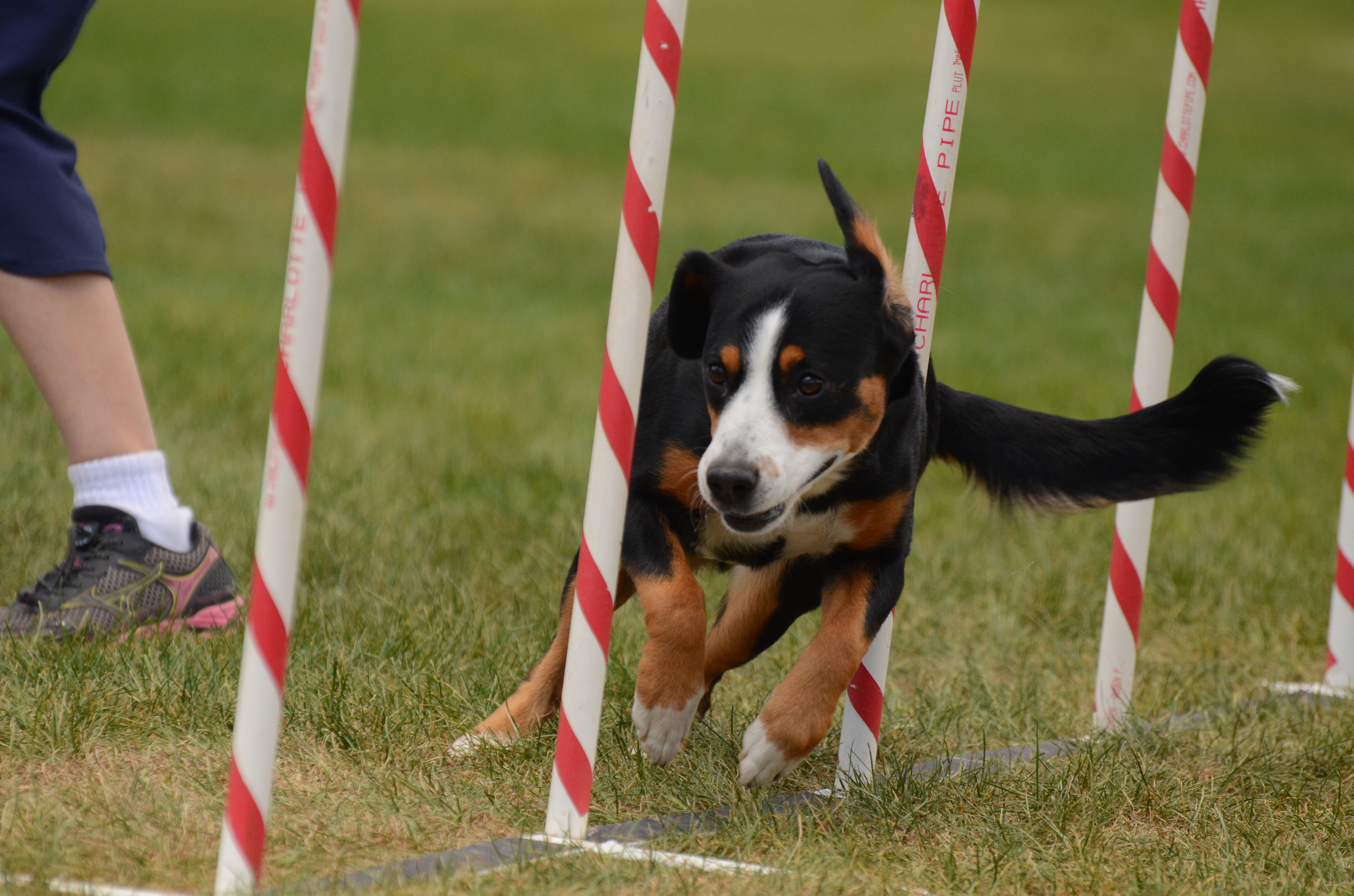 Entlebucher competing in agility
