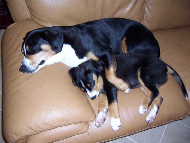 Adult Entlebucher resting with a puppy