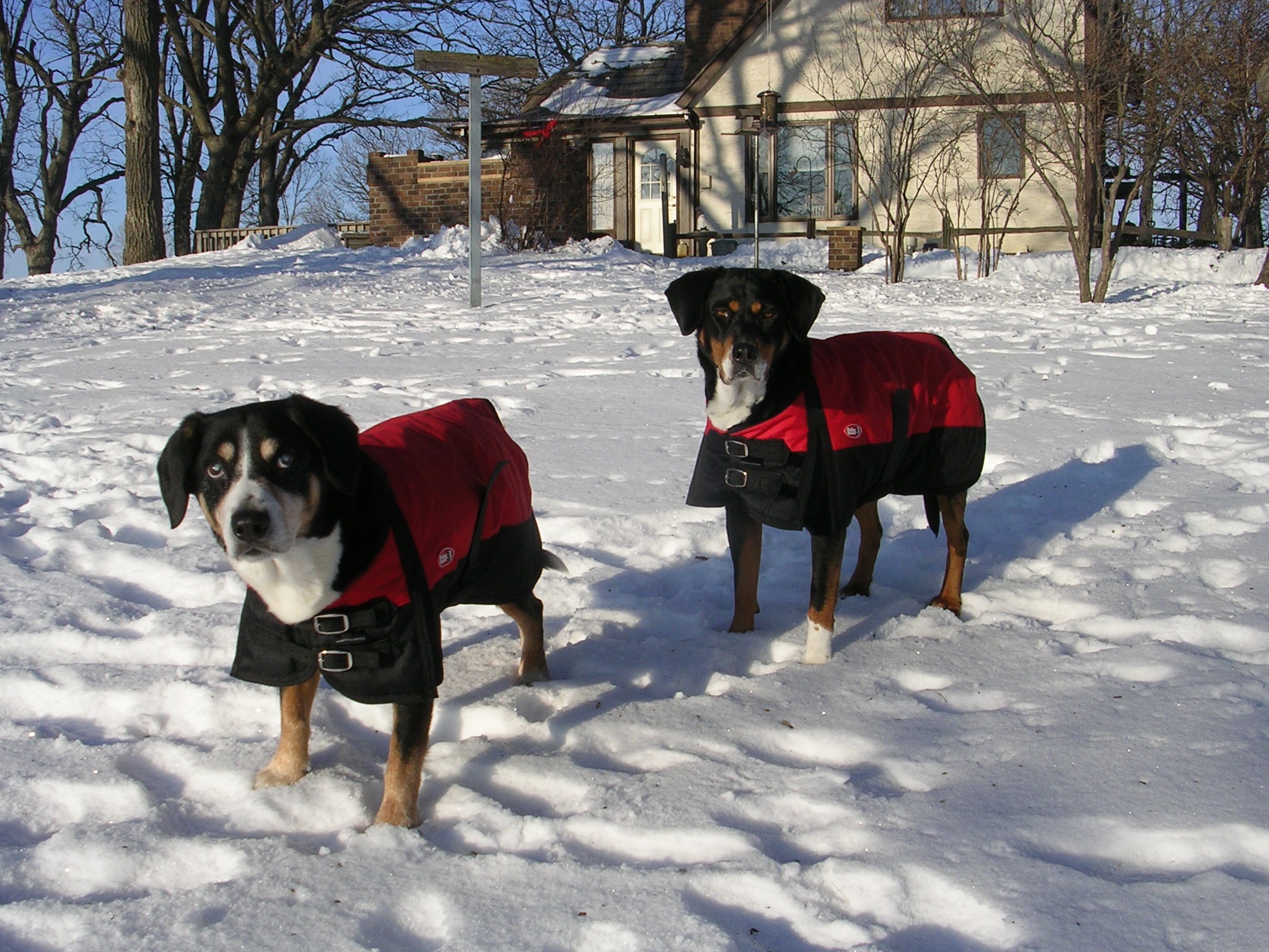 Two Entlebuchers standing in snow