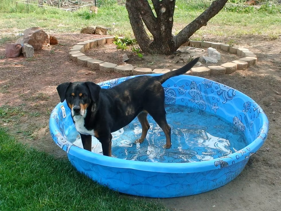 Berta wading in the pool
