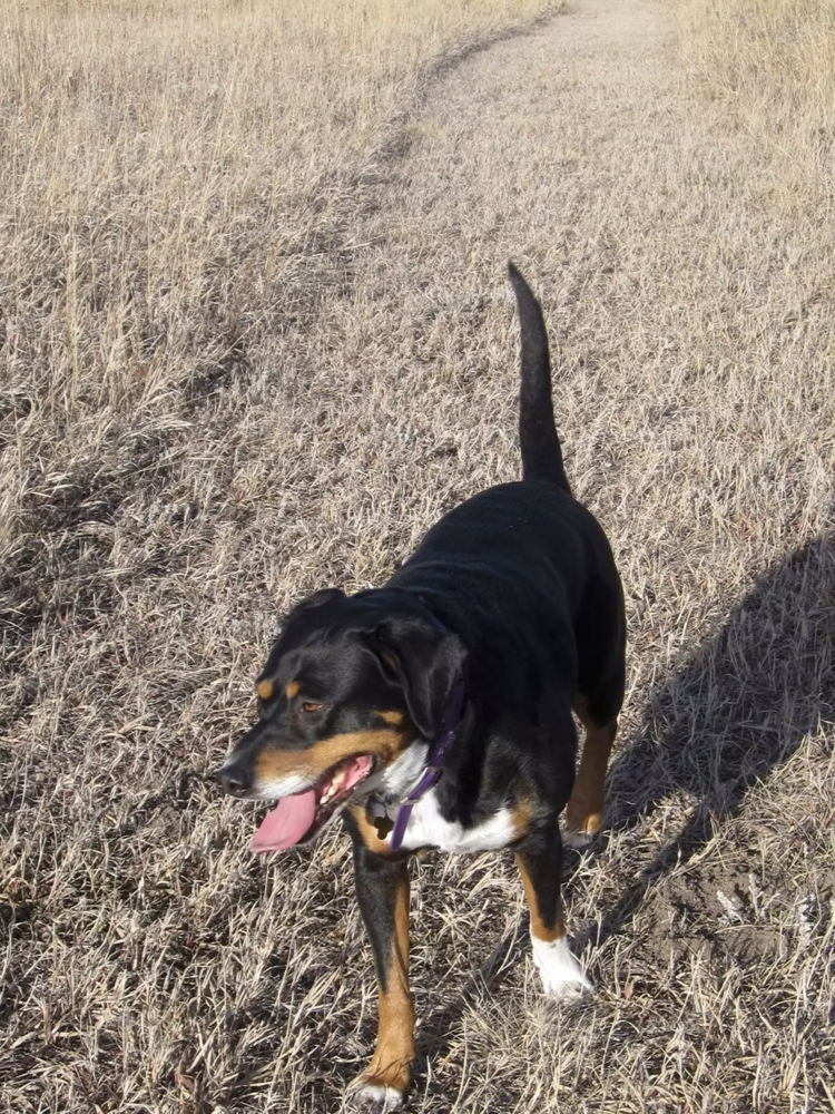 Berta on a walk