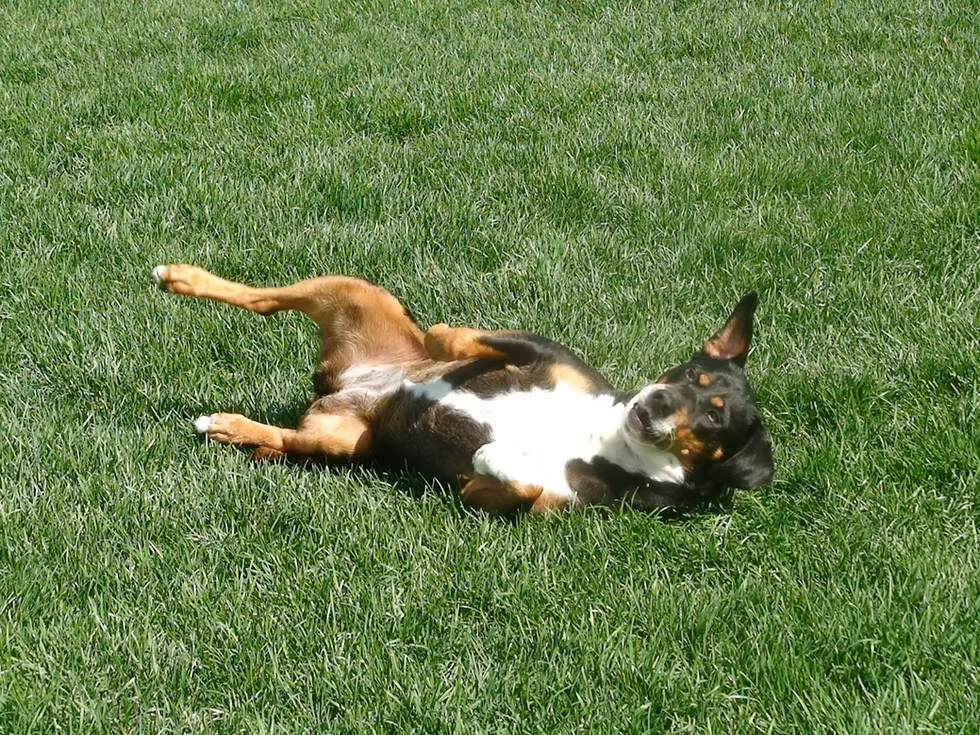 Berta rolling over