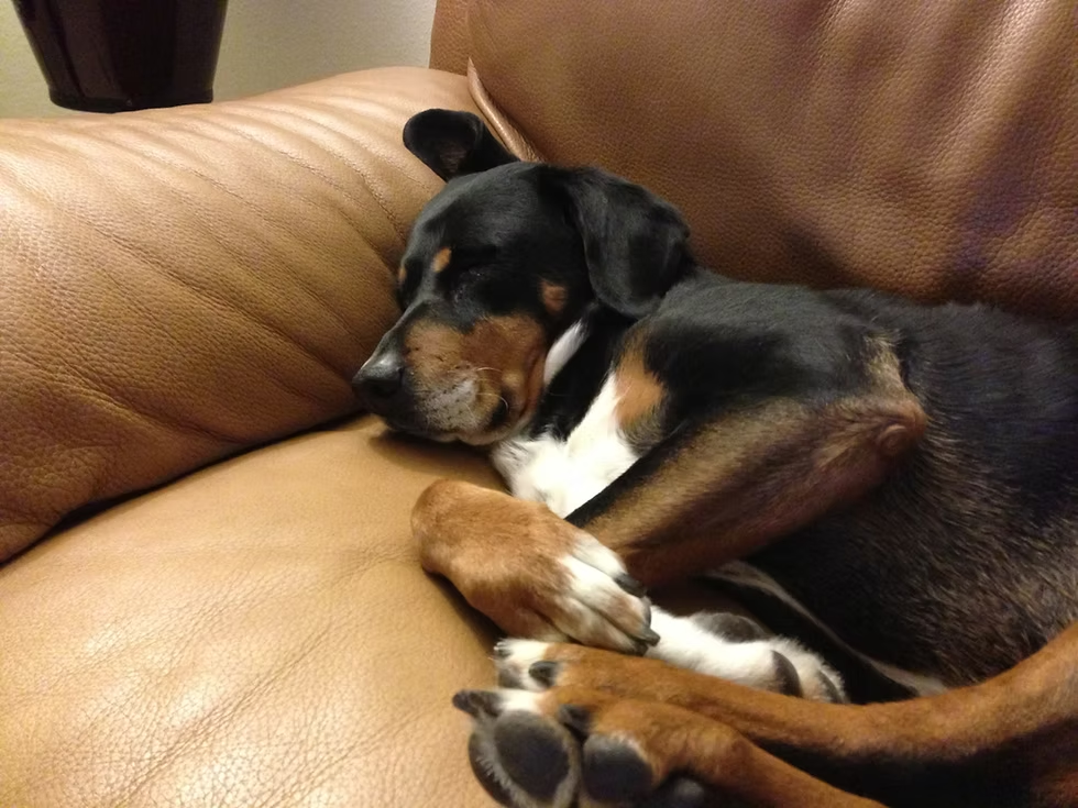 Berta on the couch
