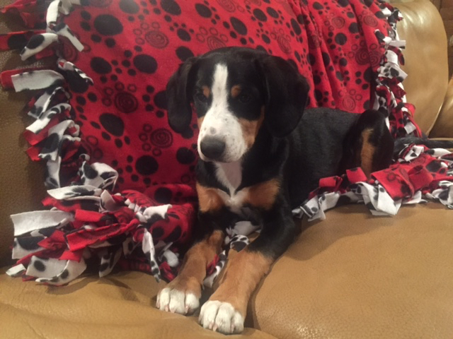 Caddy at five months