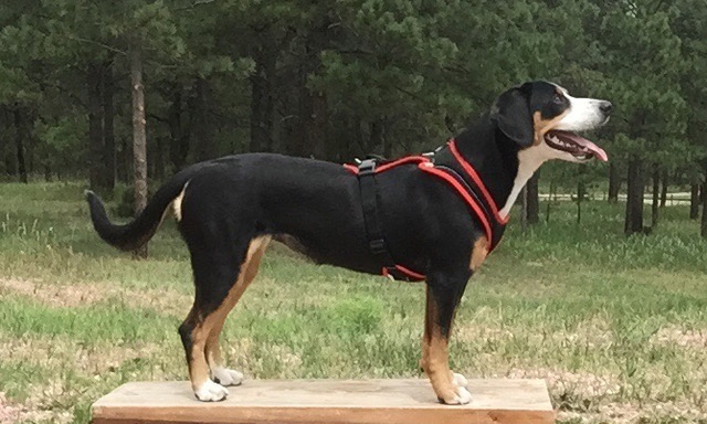 Caddy at the fun run