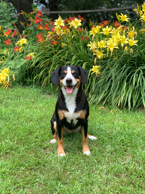 Caddy in the garden