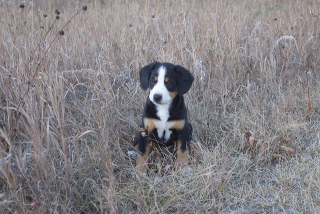 Caddy puppy portrait