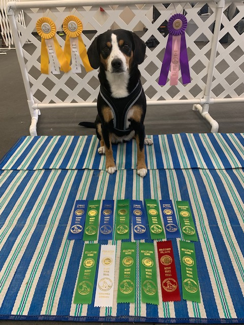 Caddy scentwork ribbons