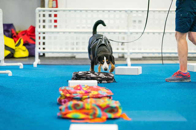 Caddy scentwork