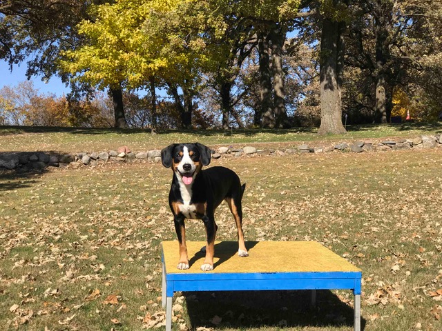 Royal Peak Entlebucher