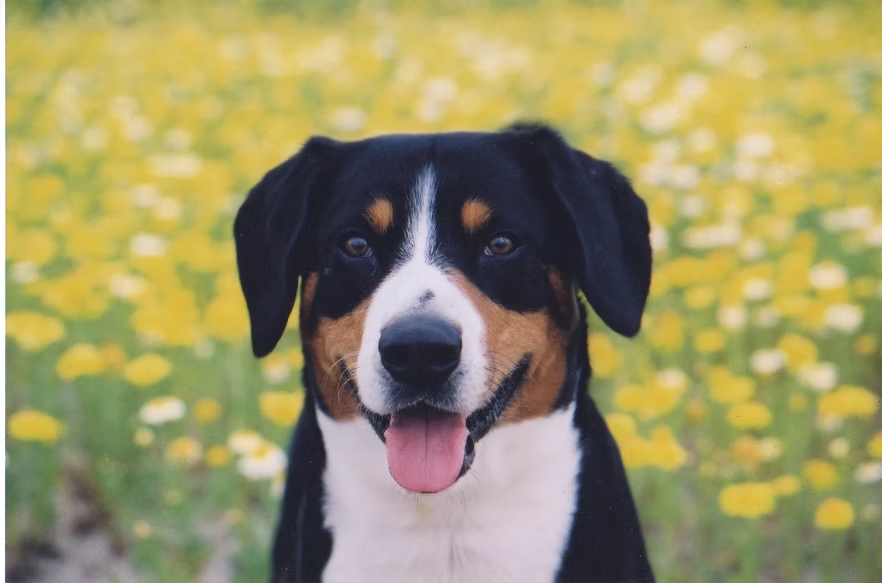 Duke