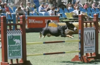USDAA Grand Prix