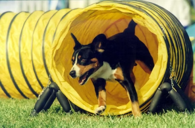 Duke in the tunnel