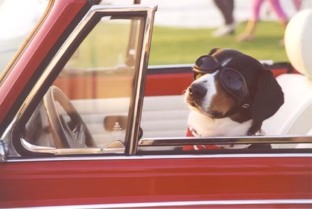 Duke in goggles