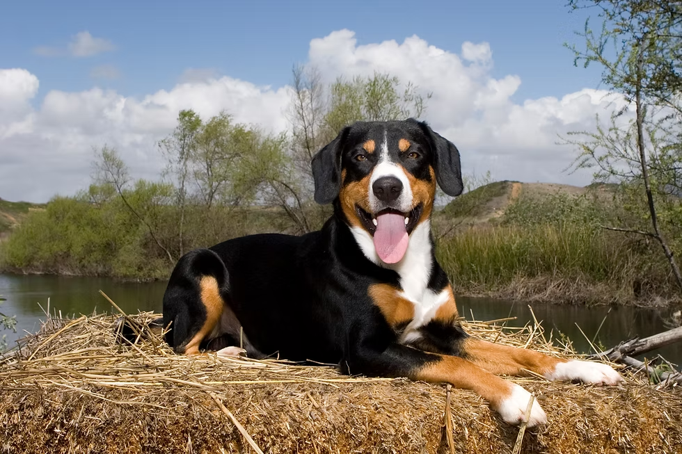 Earl on the haystack
