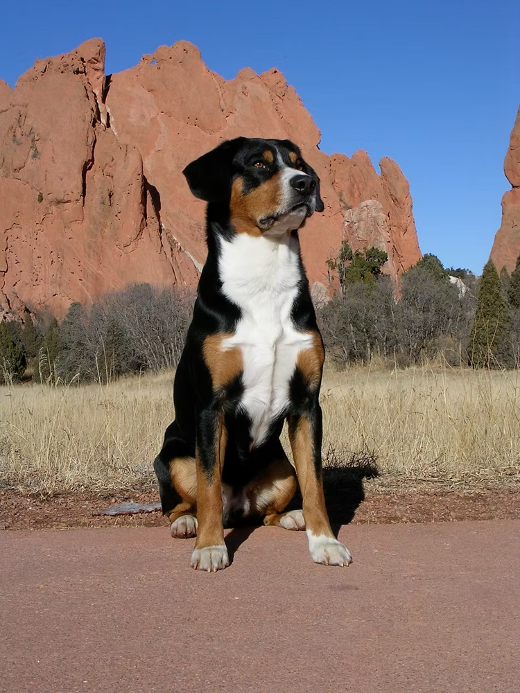 Earl on the rocks
