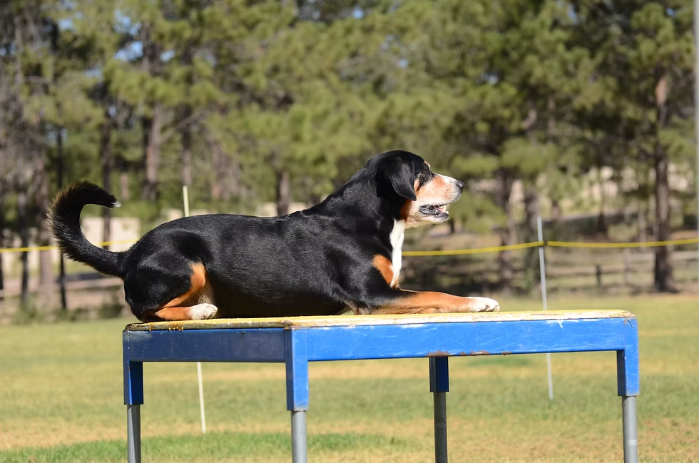 Earl on the table