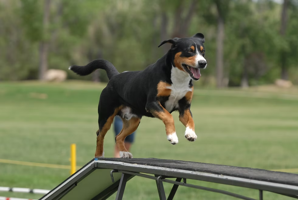 Earl on the dog walk
