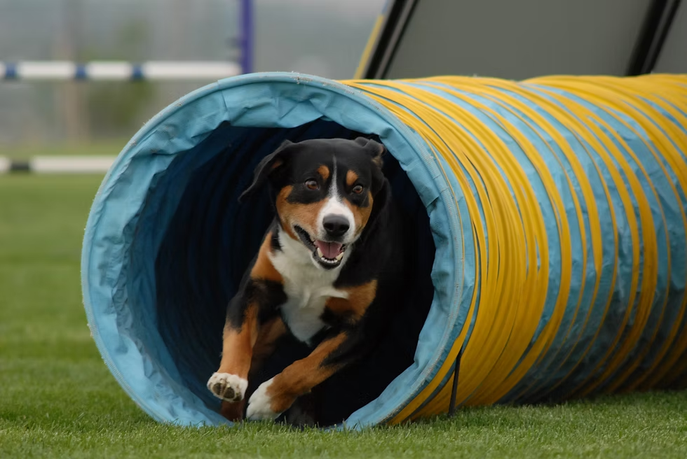 Earl in the tunnel