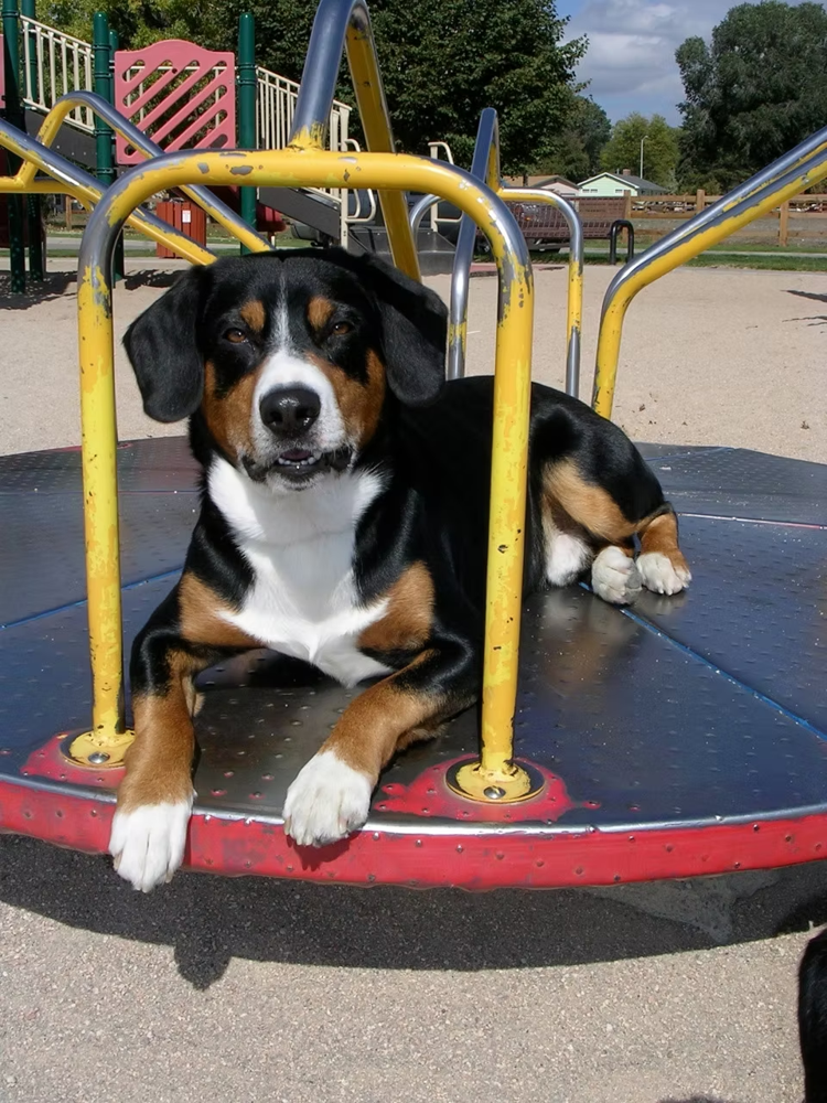 Earl on the merry-go-round