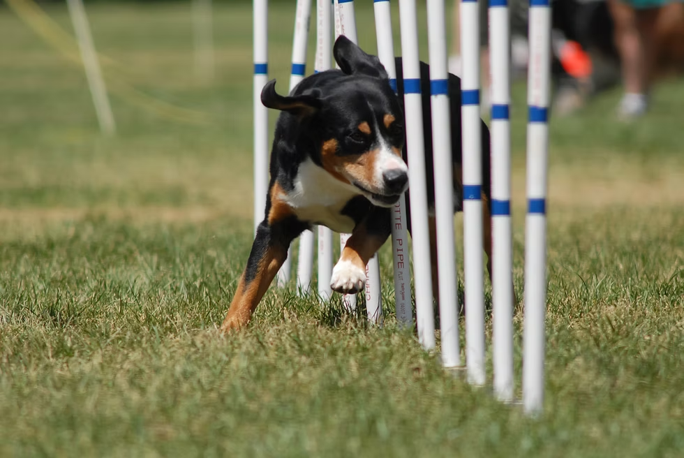 Earl in the weave poles