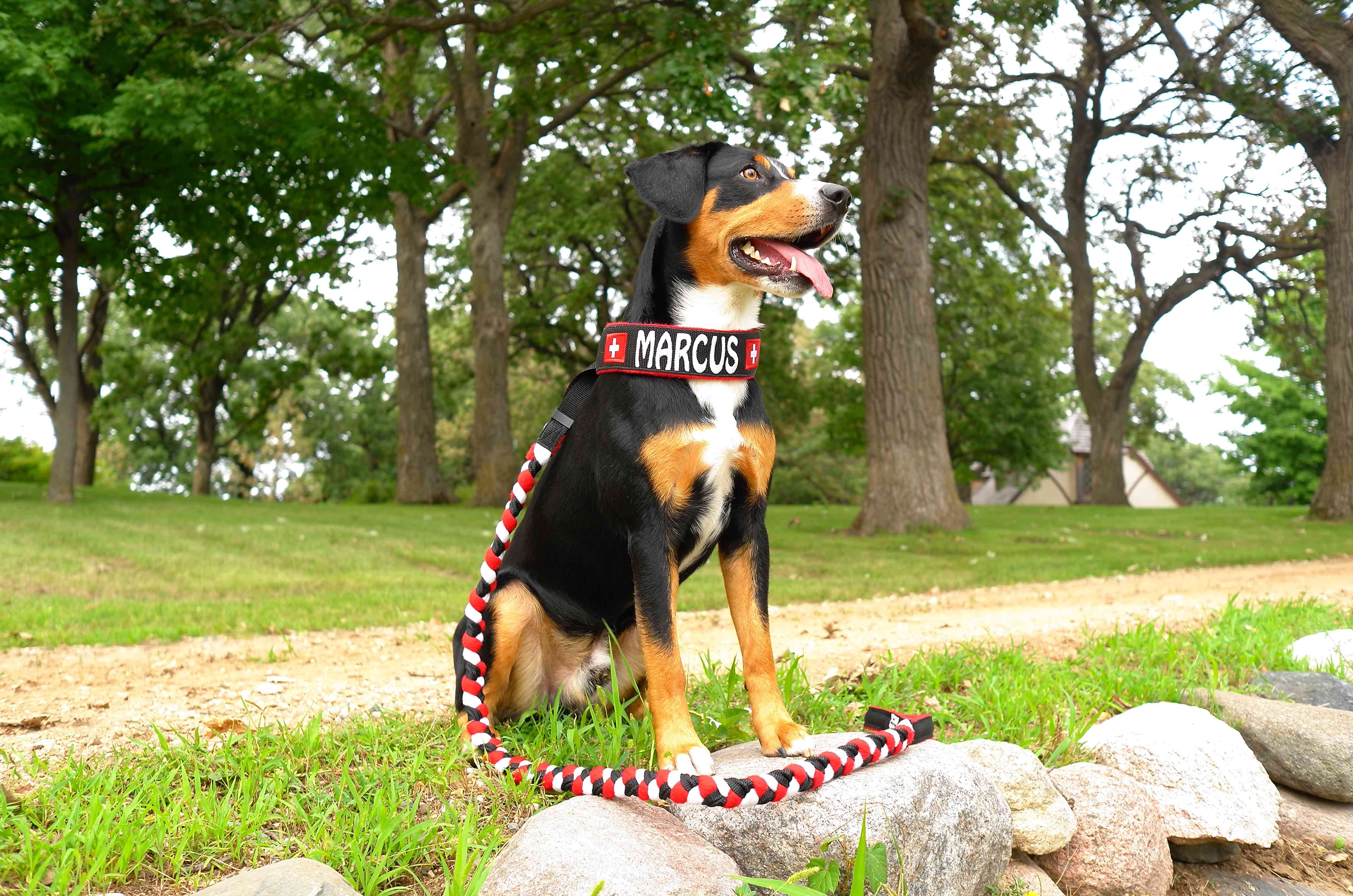 Marcus, a Royal Peak Entlebucher