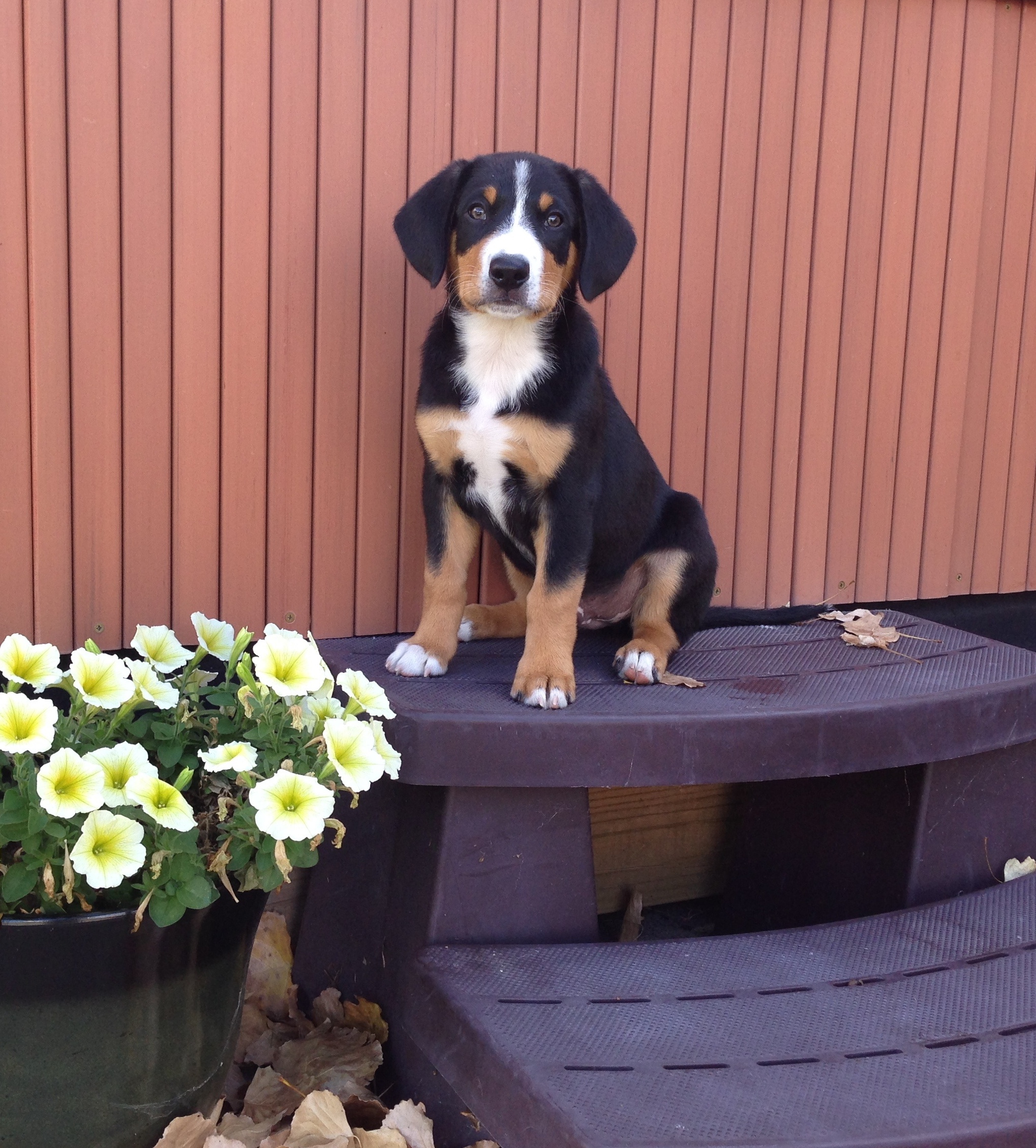 Puppy Marcus on the step