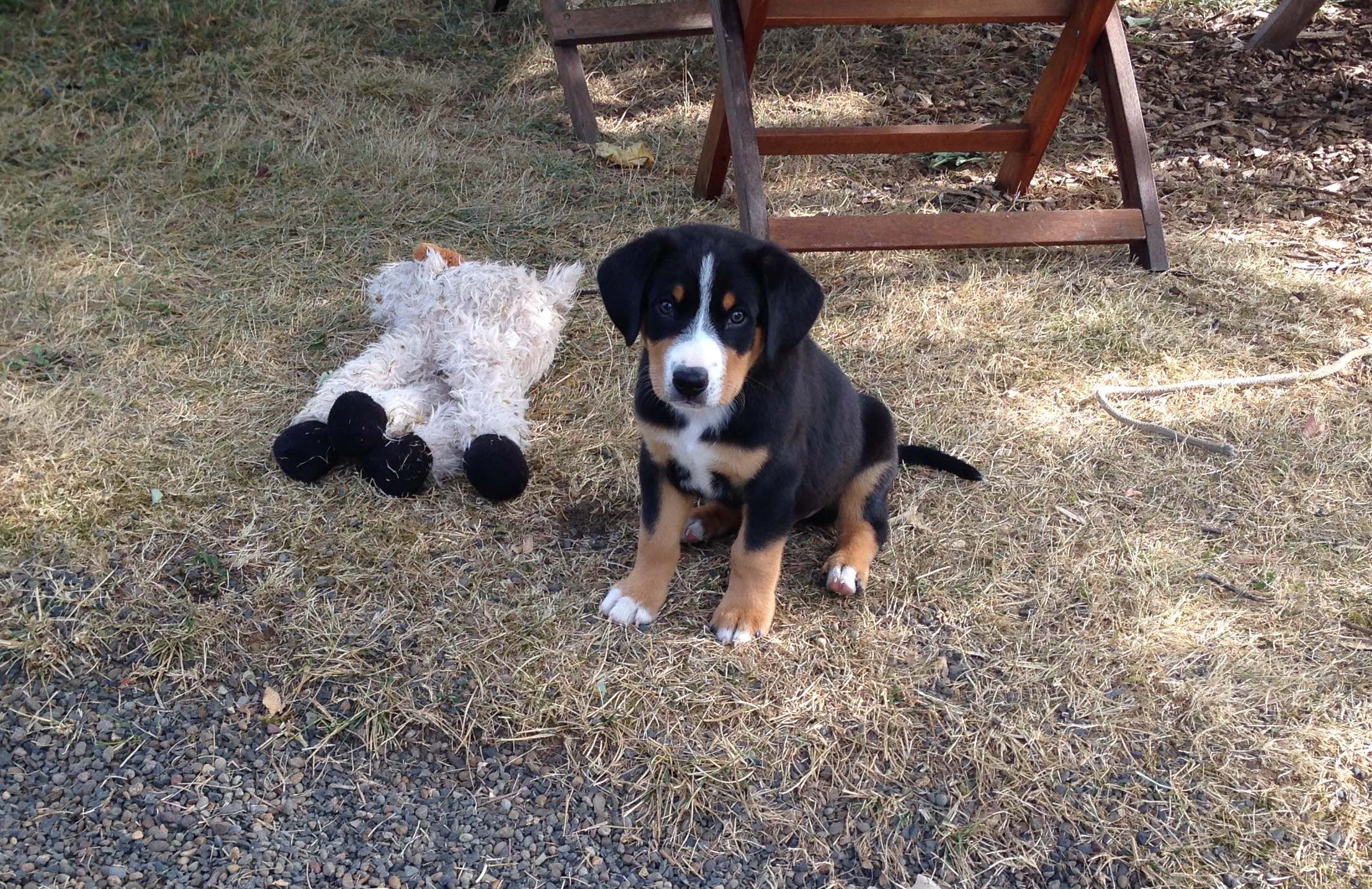 Puppy Marcus