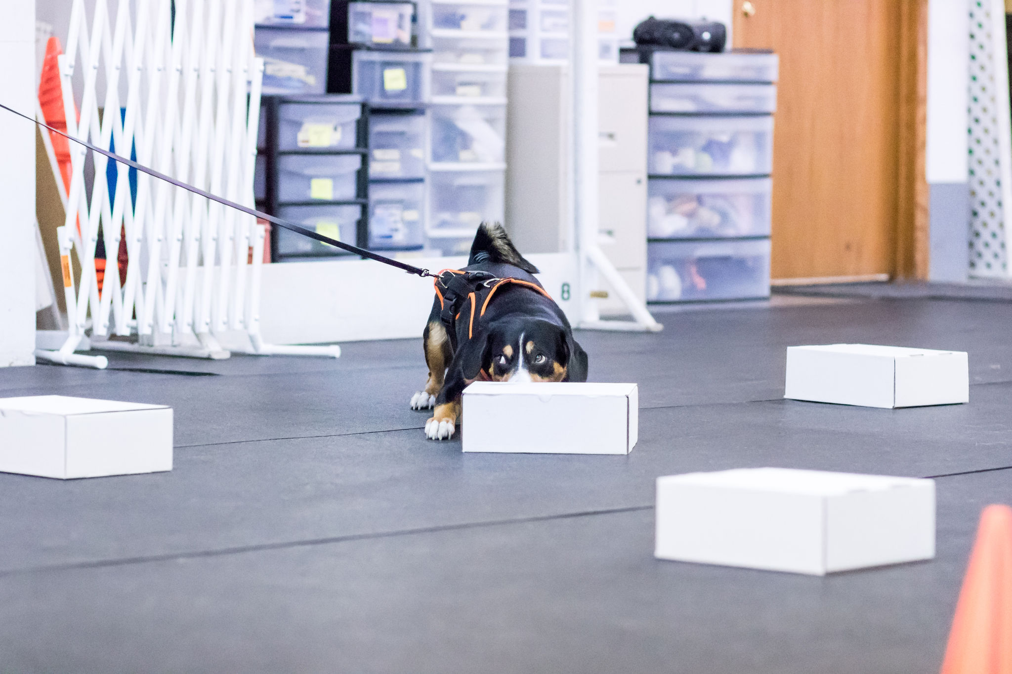Marcus scentwork boxes