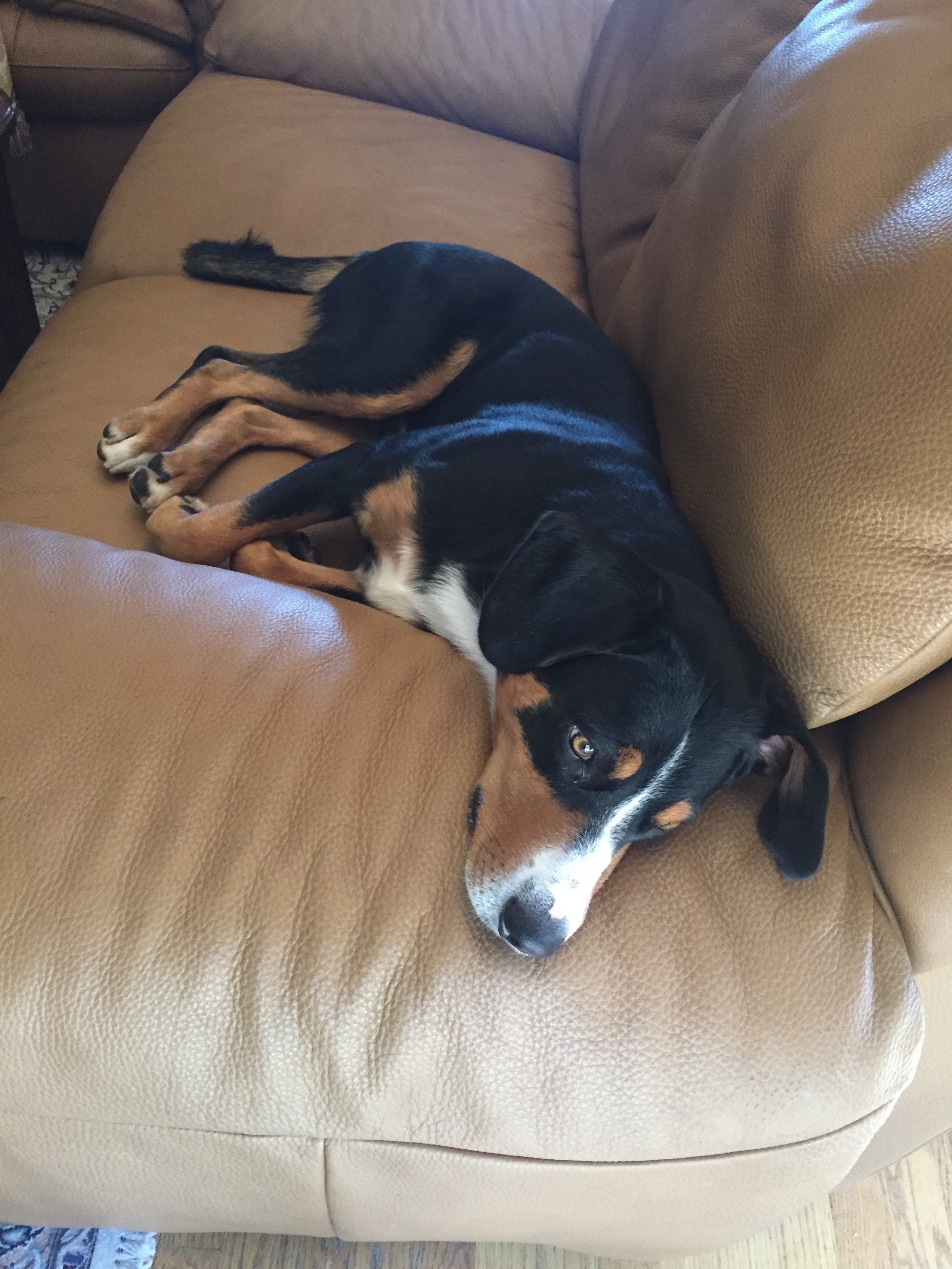 Marcus on the sofa