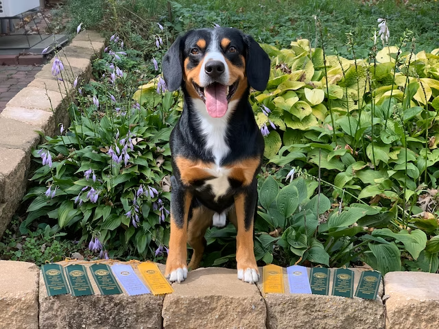 Princeton with AKC scentwork ribbons