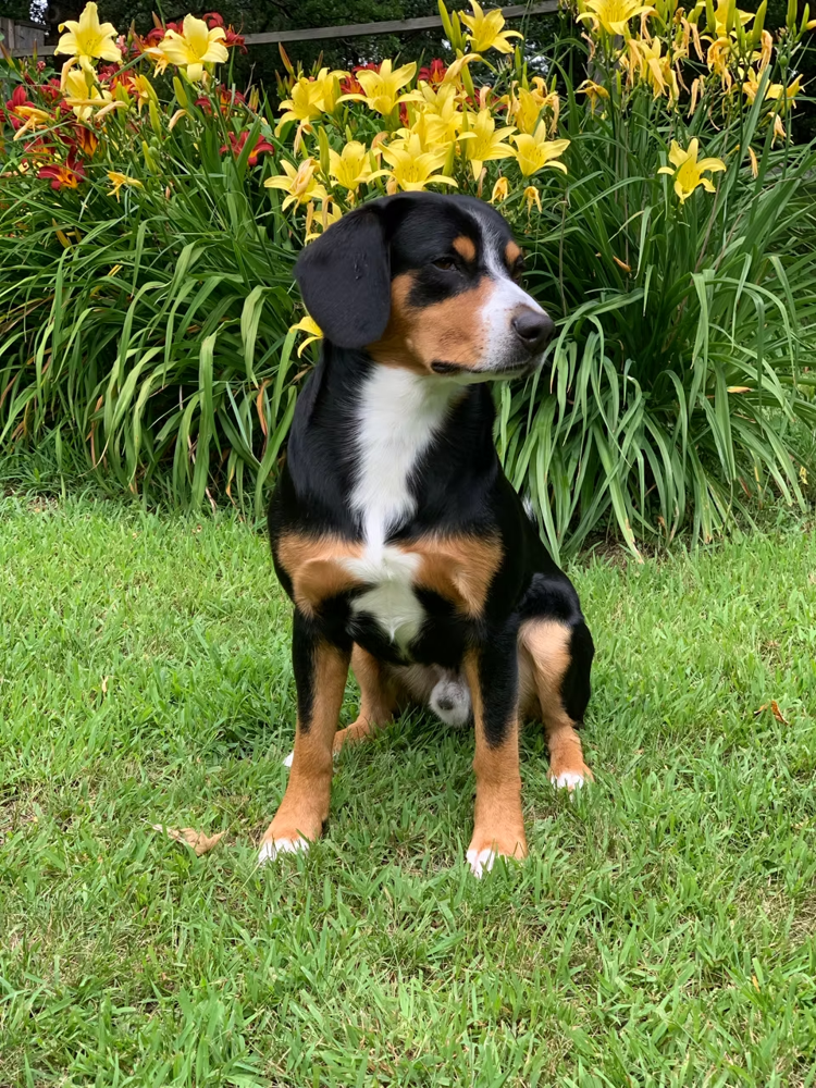 Princeton among the daylilies