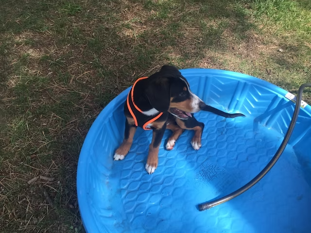 Princeton in the pool