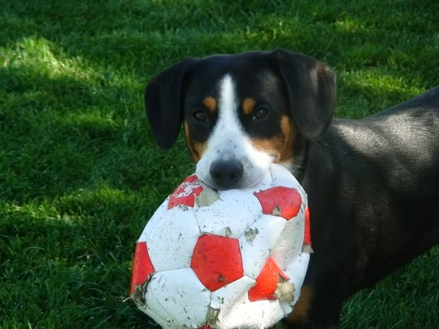 Xella and Fußball