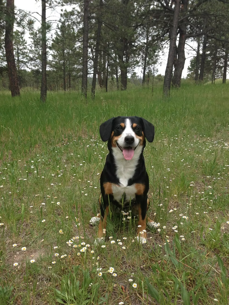 Xella in the woods