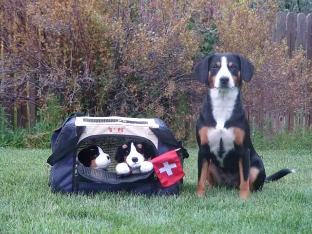 Xella the Swiss traveler