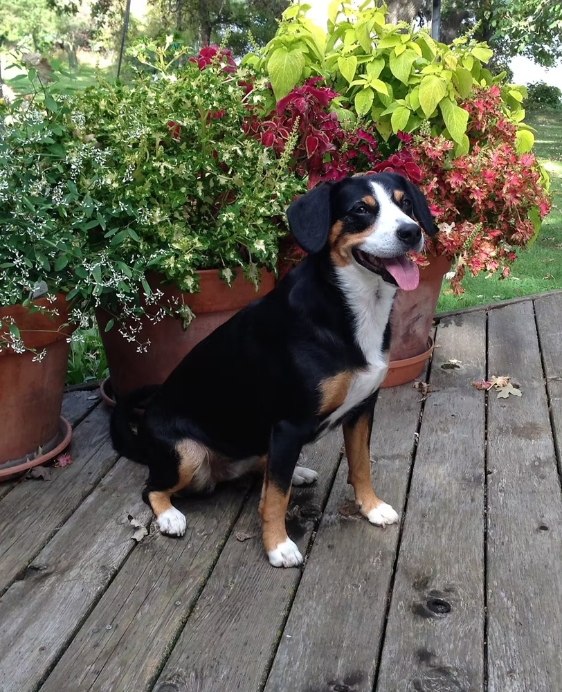 Xella on the patio