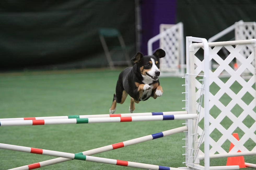 Entlebucher jumping in dog sport