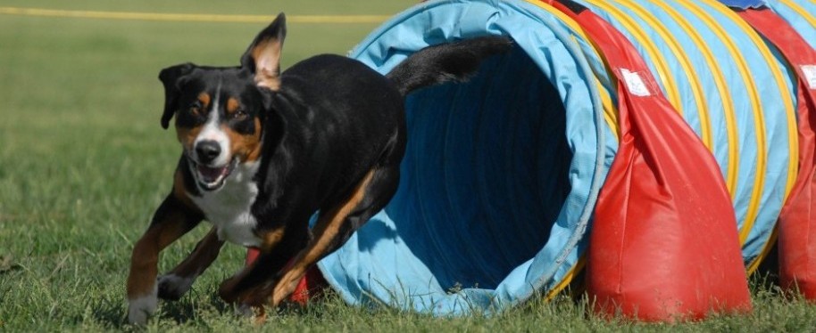 Entlebucher on an agility course