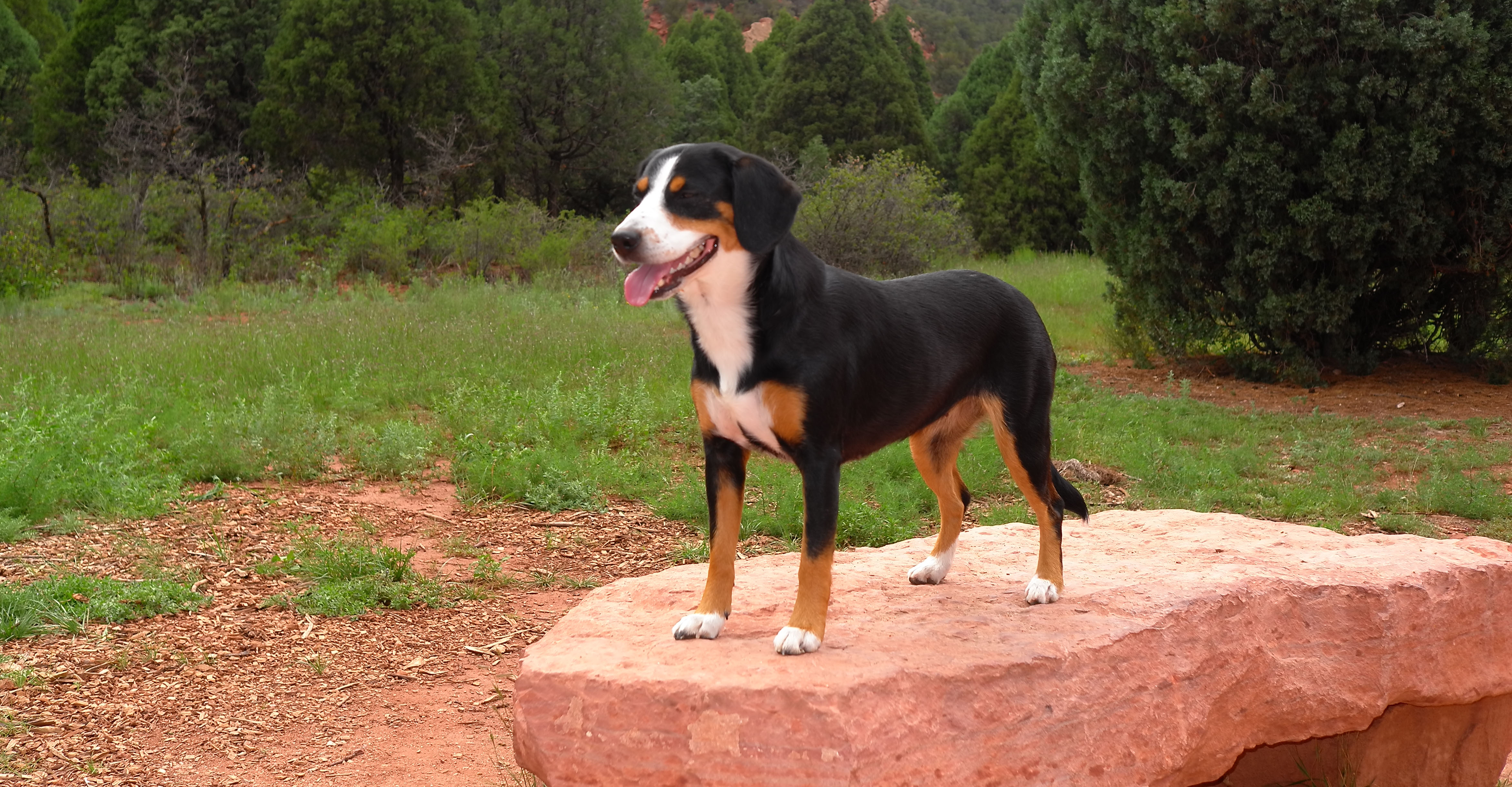 Entlebucher Mountain Dog outdoors