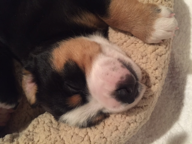 Sleeping Royal Peak Entlebucher puppy