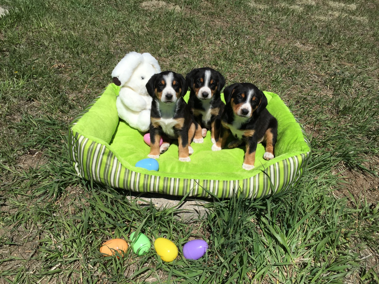 Easter babies