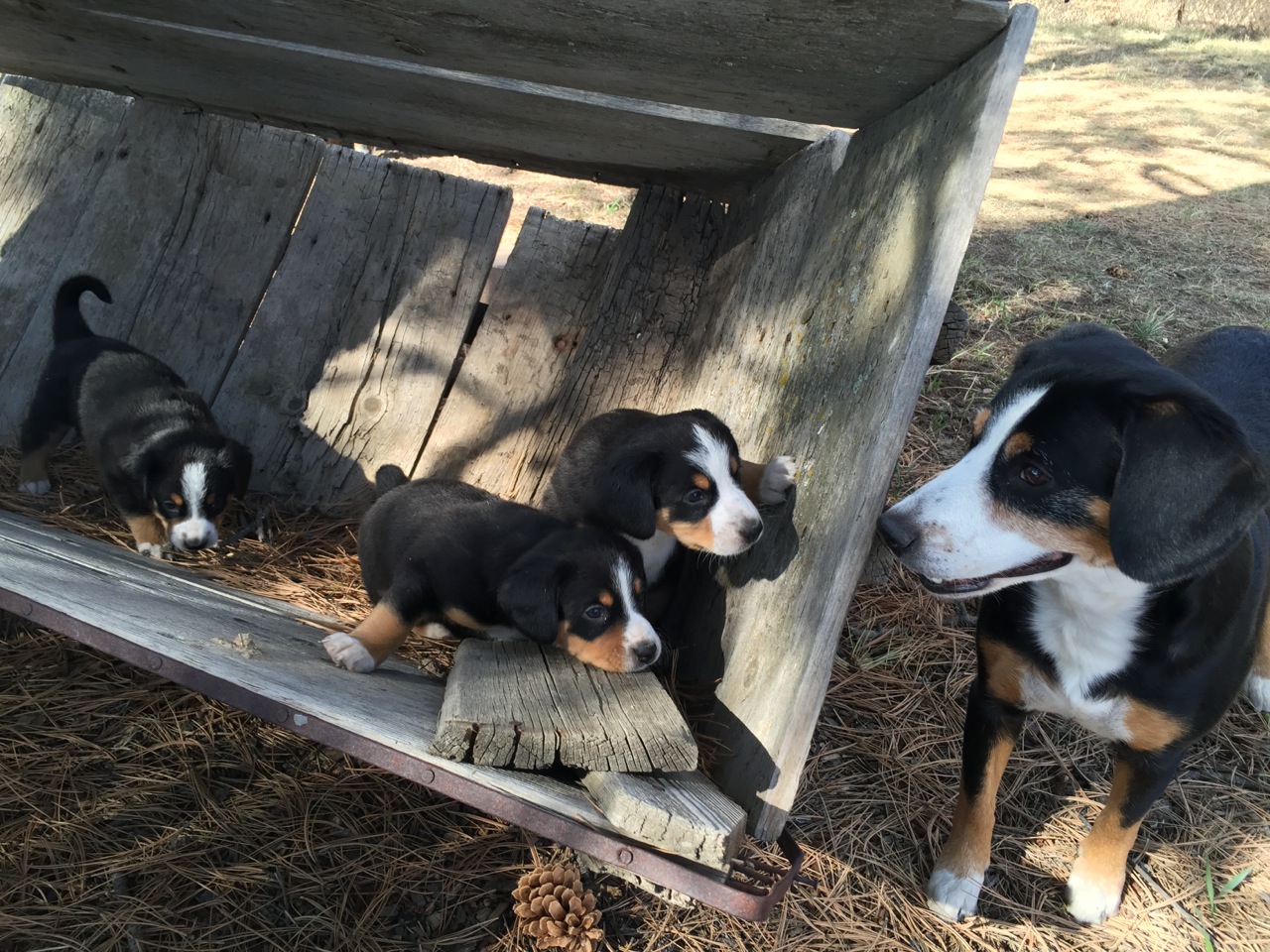 Entlebucher mother with puppies exploring outdoors