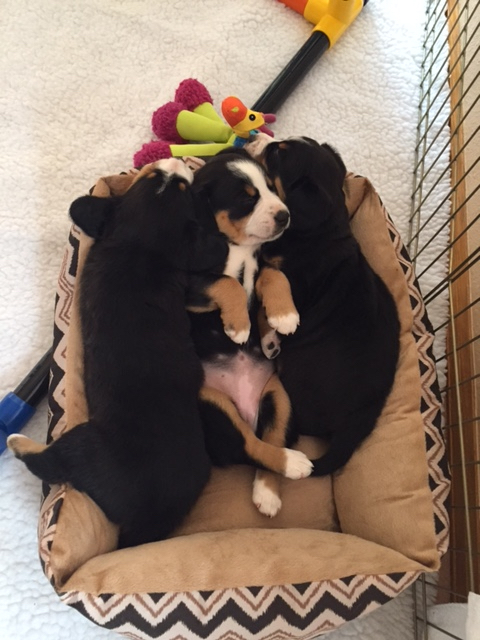 Royal Peak Entlebucher puppies resting together
